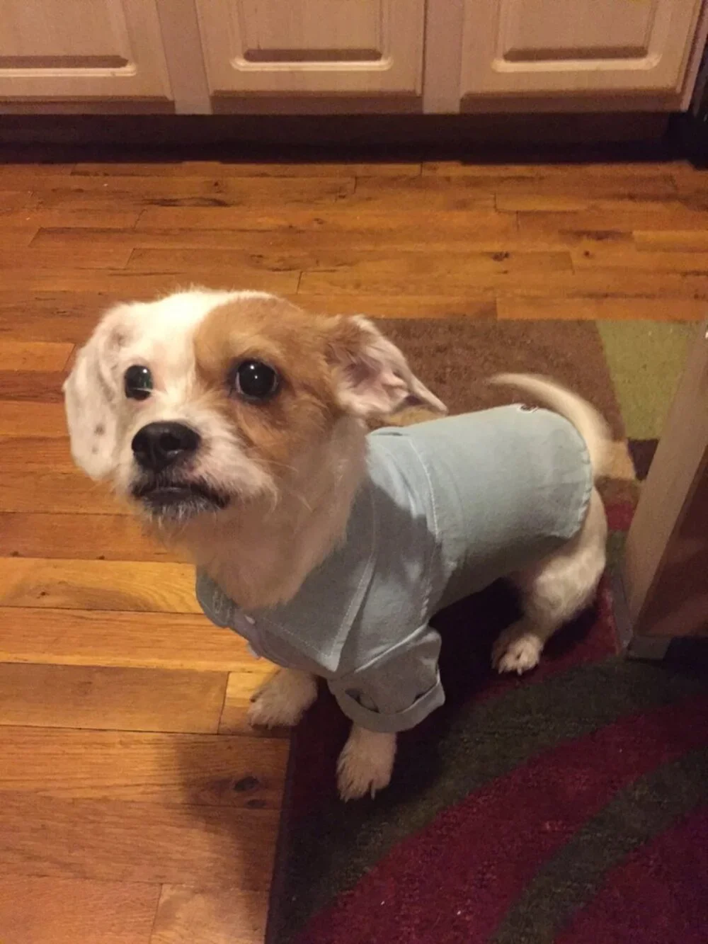 Chambray Dog Shirt